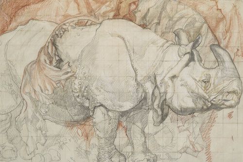 Sketch of a rhinoceros by Frank Brangwyn
