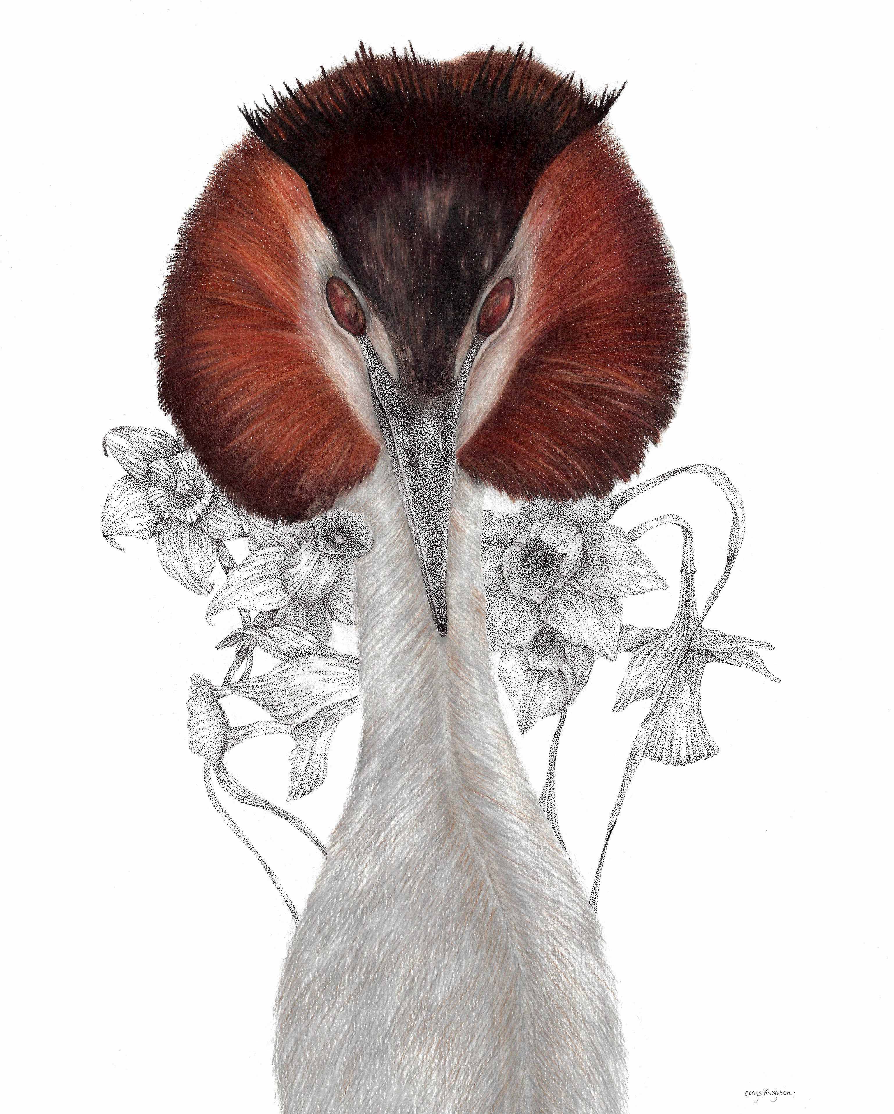 Drawing of a Crested Grebe by Cerys Knighton