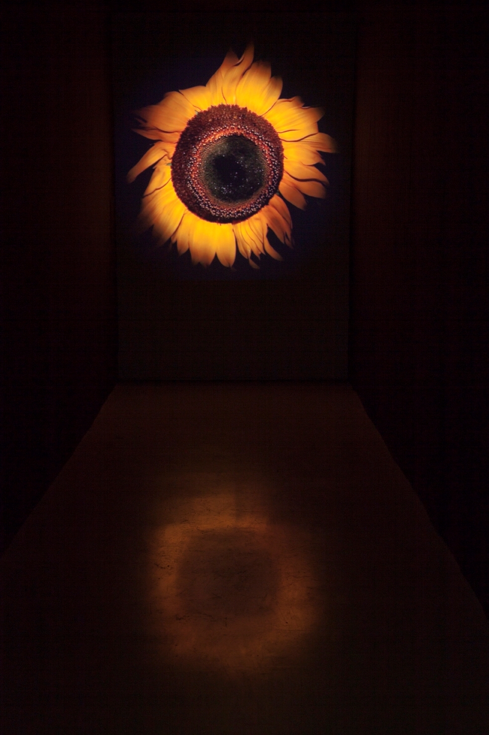 Still image of the head of a sunflower in a dark room. 